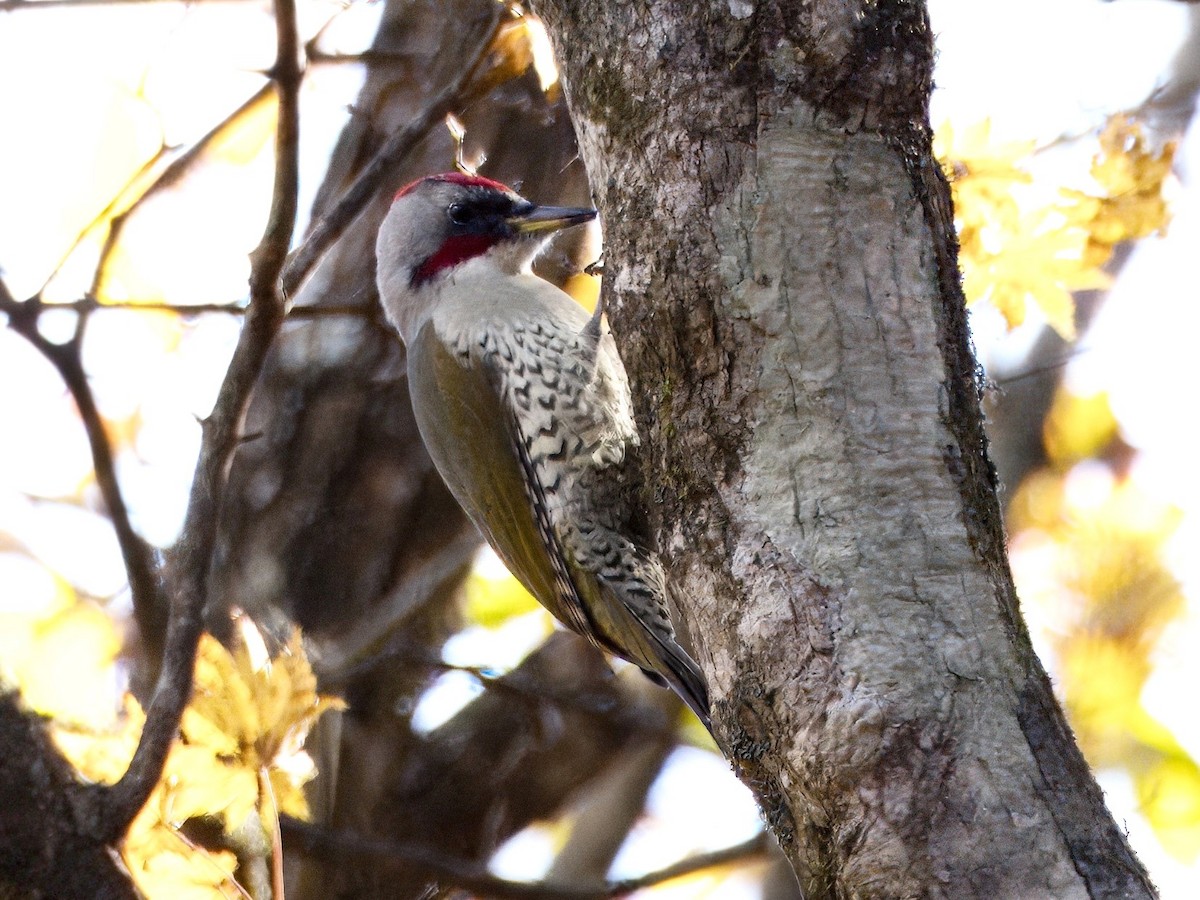 Japanese Woodpecker - ML617083997