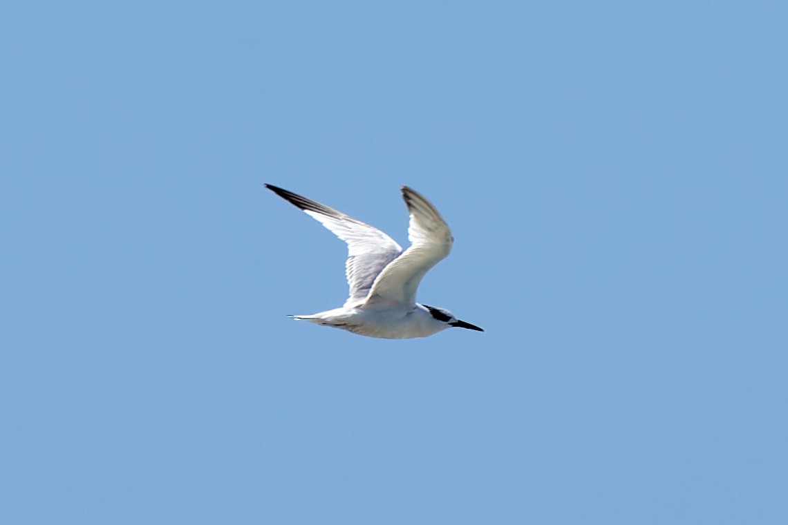 Sandwich Tern - ML617084026