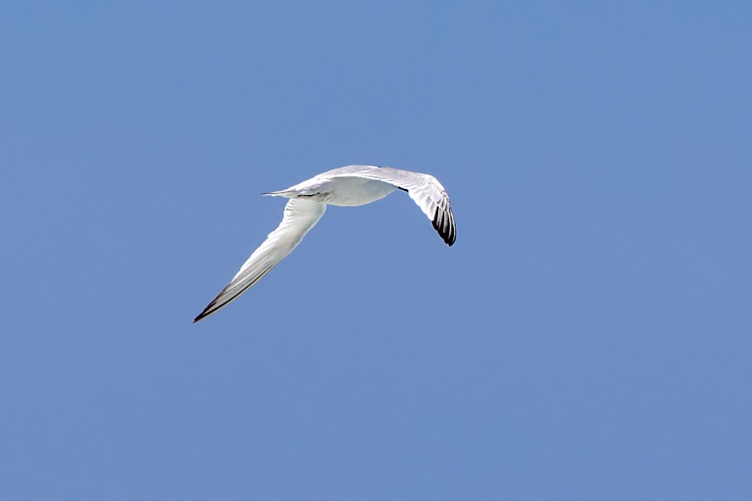 Sandwich Tern - ML617084027