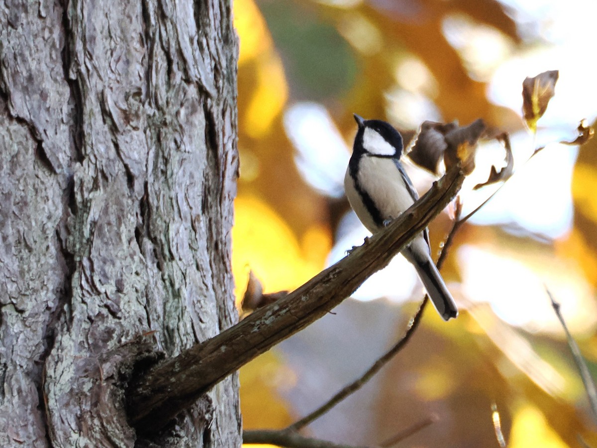 Japanese Tit - Evelyn Lee