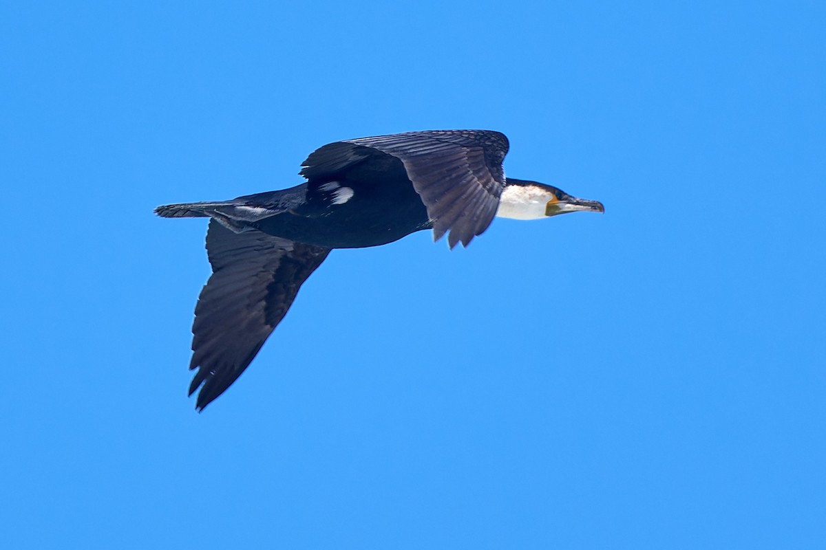 Great Cormorant (Moroccan) - ML617084036