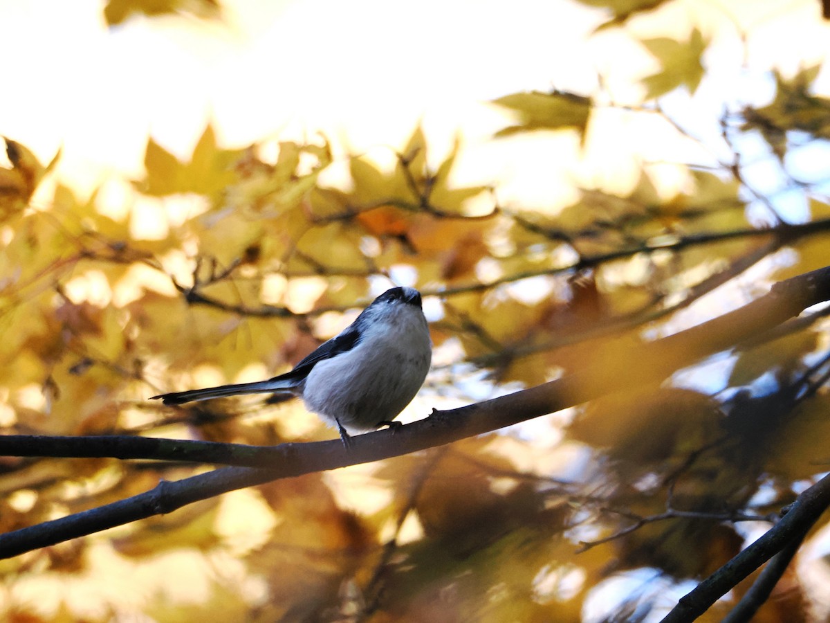 Long-tailed Tit - ML617084044