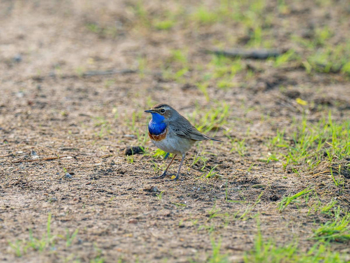 Bluethroat - ML617084049