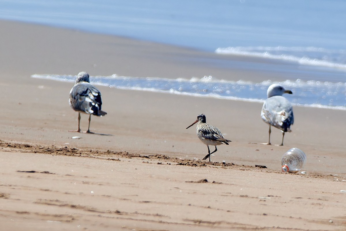 Bar-tailed Godwit - ML617084055