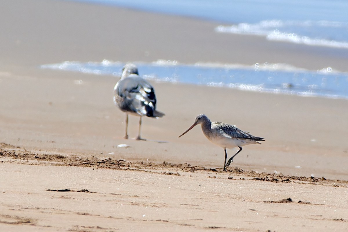 Bar-tailed Godwit - ML617084056