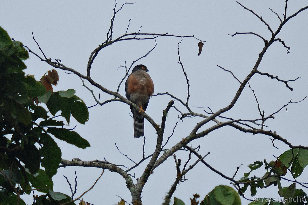 Sharp-shinned Hawk - ML617084064