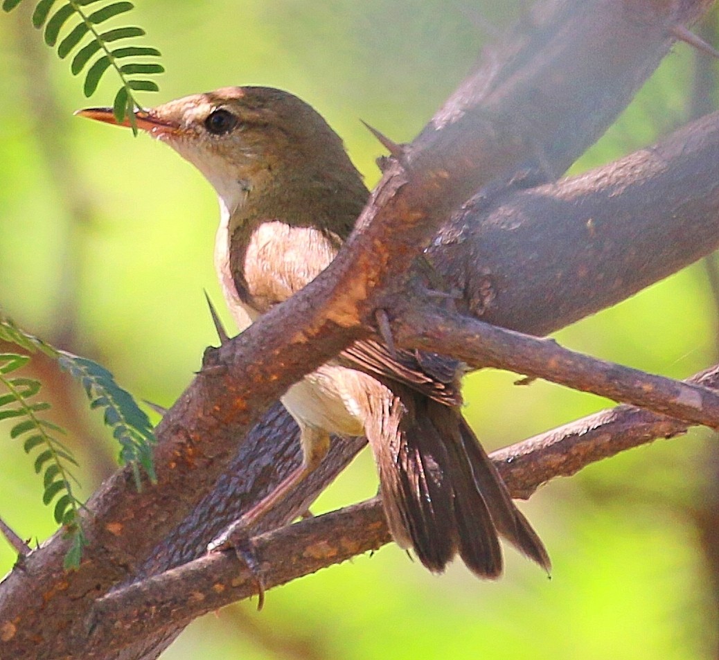 Clamorous Reed Warbler - JUGAL PATEL