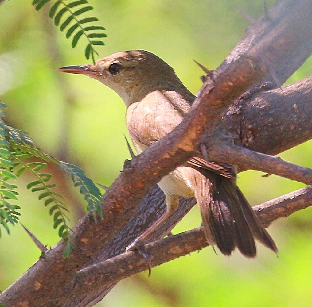 Clamorous Reed Warbler - JUGAL PATEL