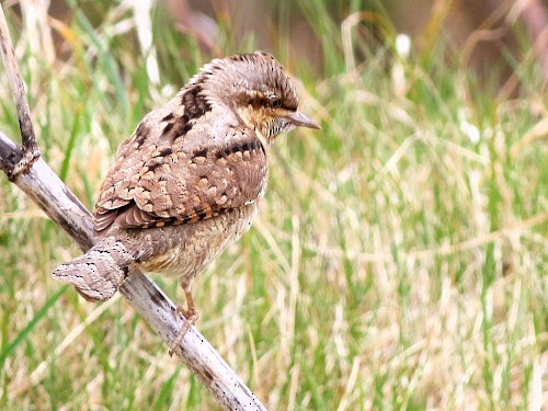 Eurasian Wryneck - David Cooper