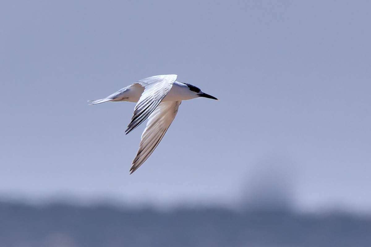 Sandwich Tern - ML617084086