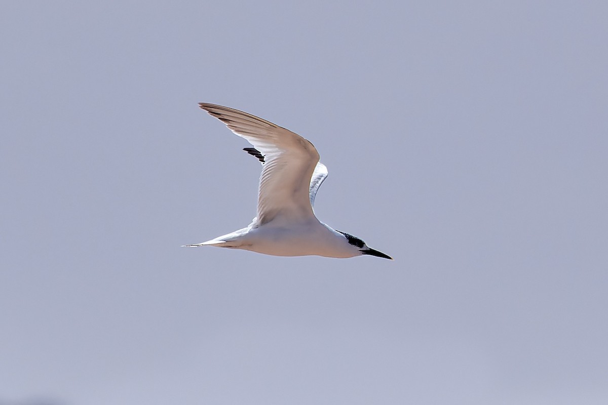 Sandwich Tern - ML617084091