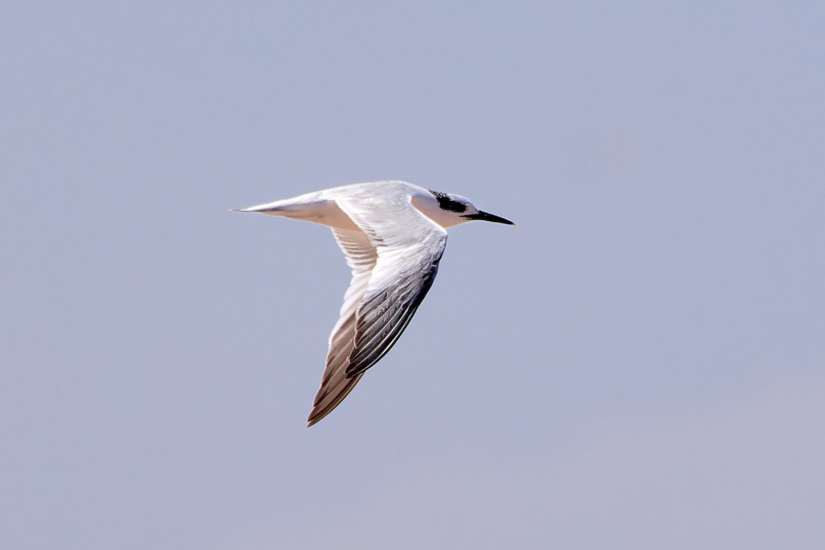 Sandwich Tern - Tomáš Grim