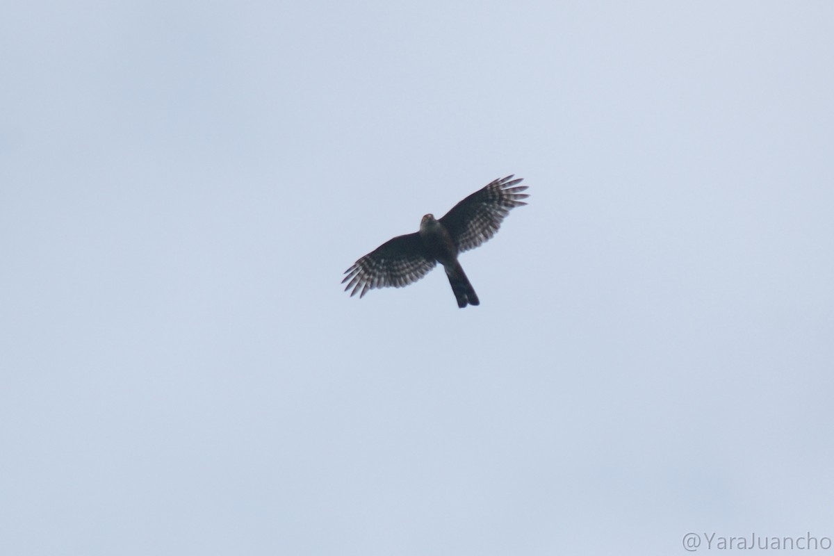 Sharp-shinned Hawk - ML617084124