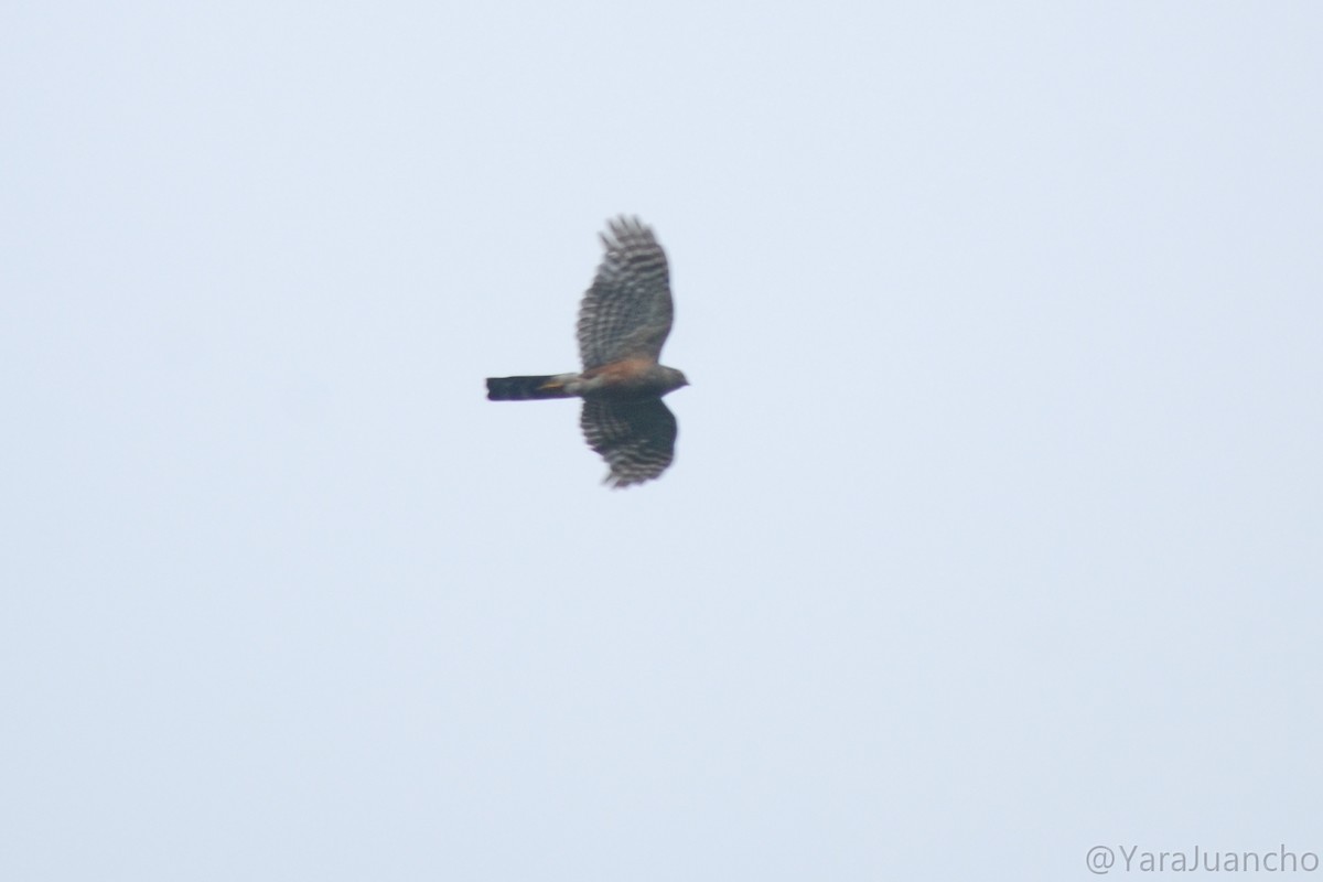 Sharp-shinned Hawk - ML617084126