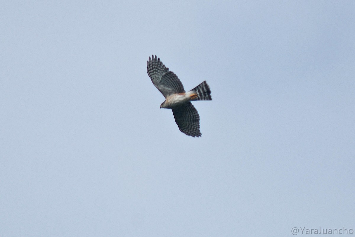 Sharp-shinned Hawk - ML617084128