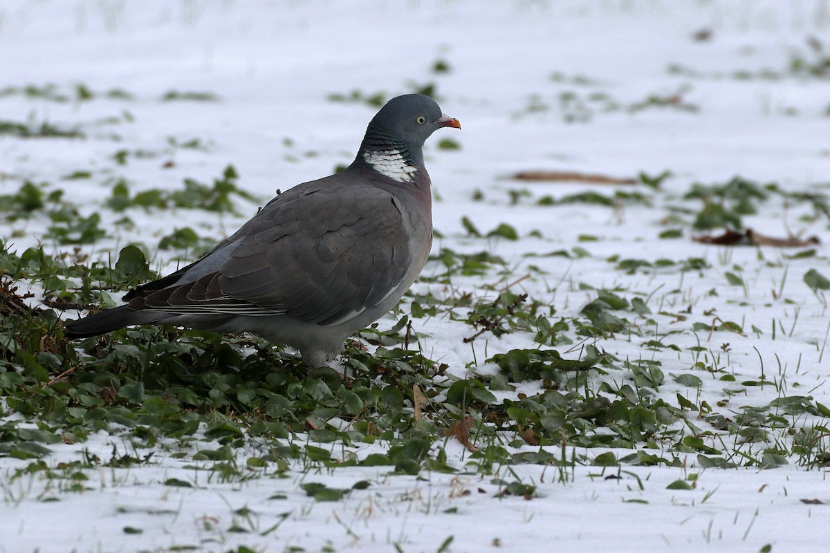 Common Wood-Pigeon - Igor Dvurekov