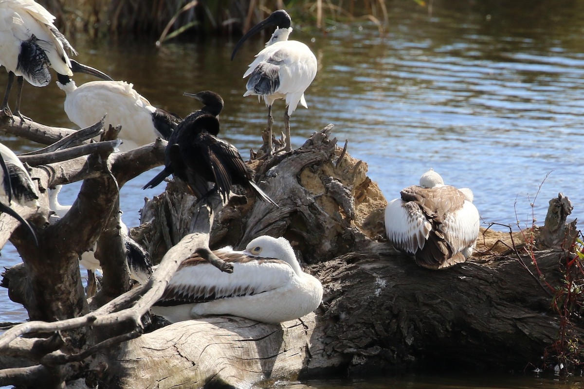 Australian Pelican - ML617084175