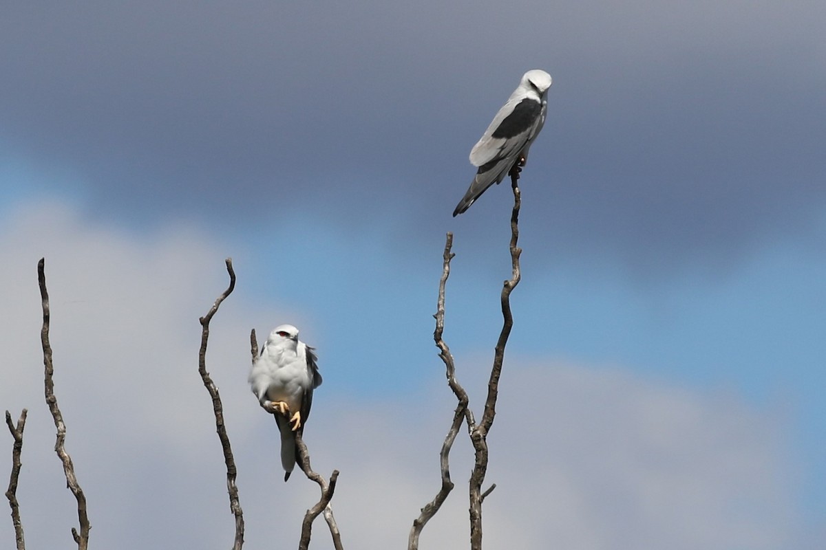 Black-shouldered Kite - Deb & Rod R