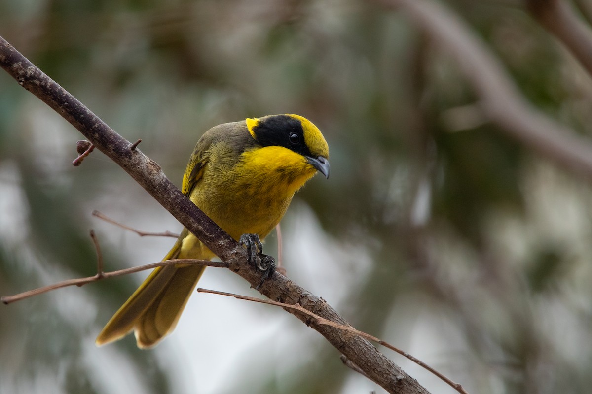 Yellow-tufted Honeyeater - ML617084209