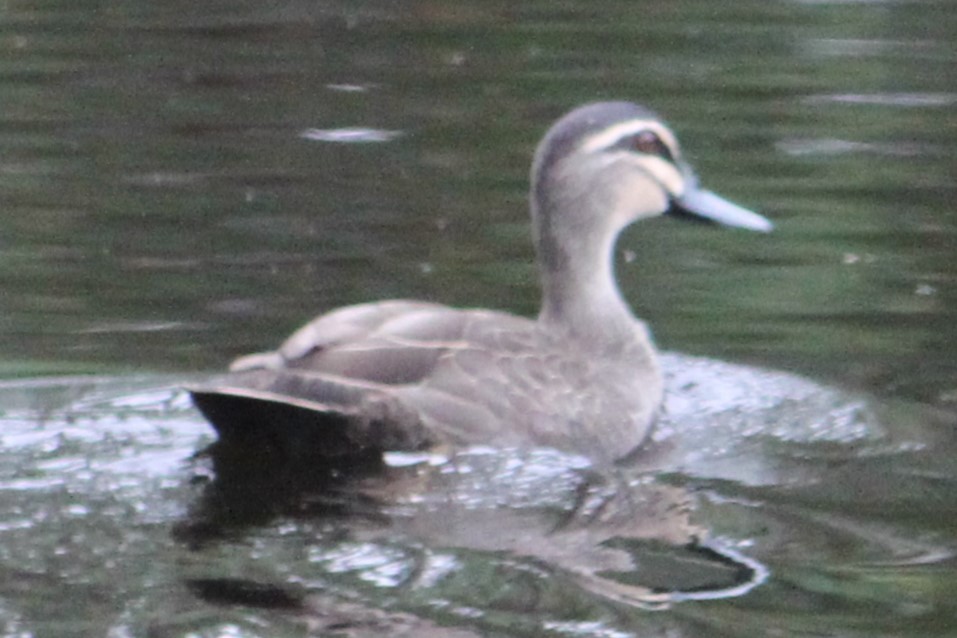 Pacific Black Duck - NICOLINO DALFONSO