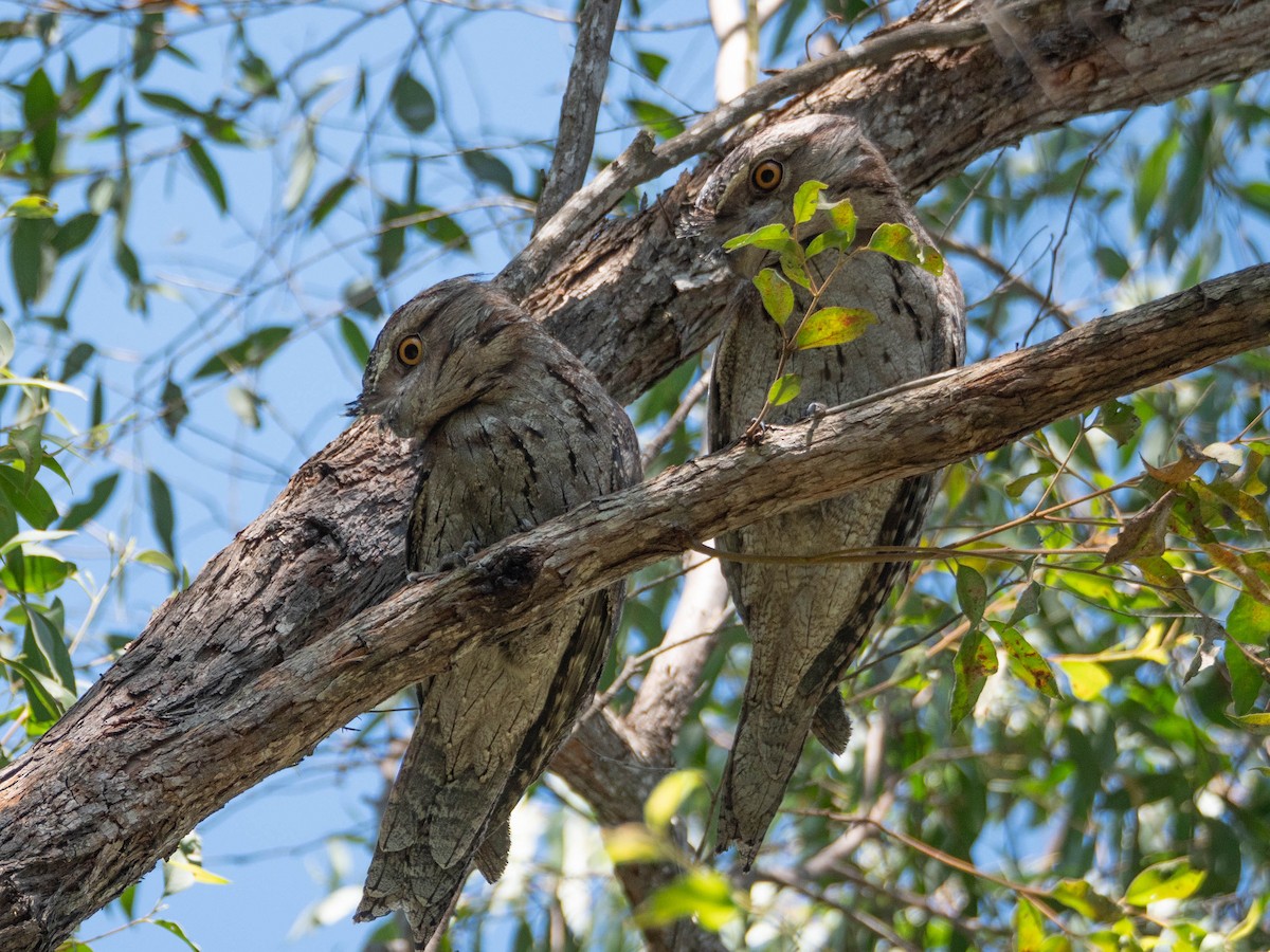 Tawny Frogmouth - ML617084257