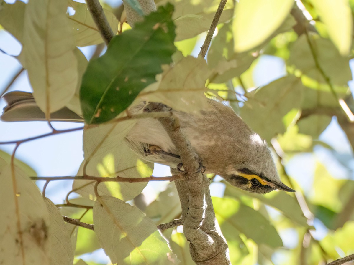 Yellow-faced Honeyeater - ML617084262