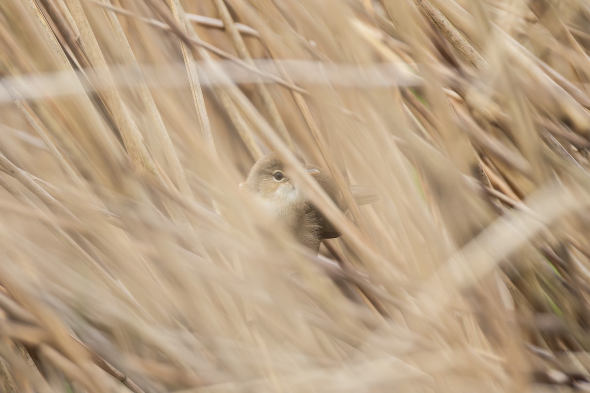 Common Reed Warbler - ML617084288