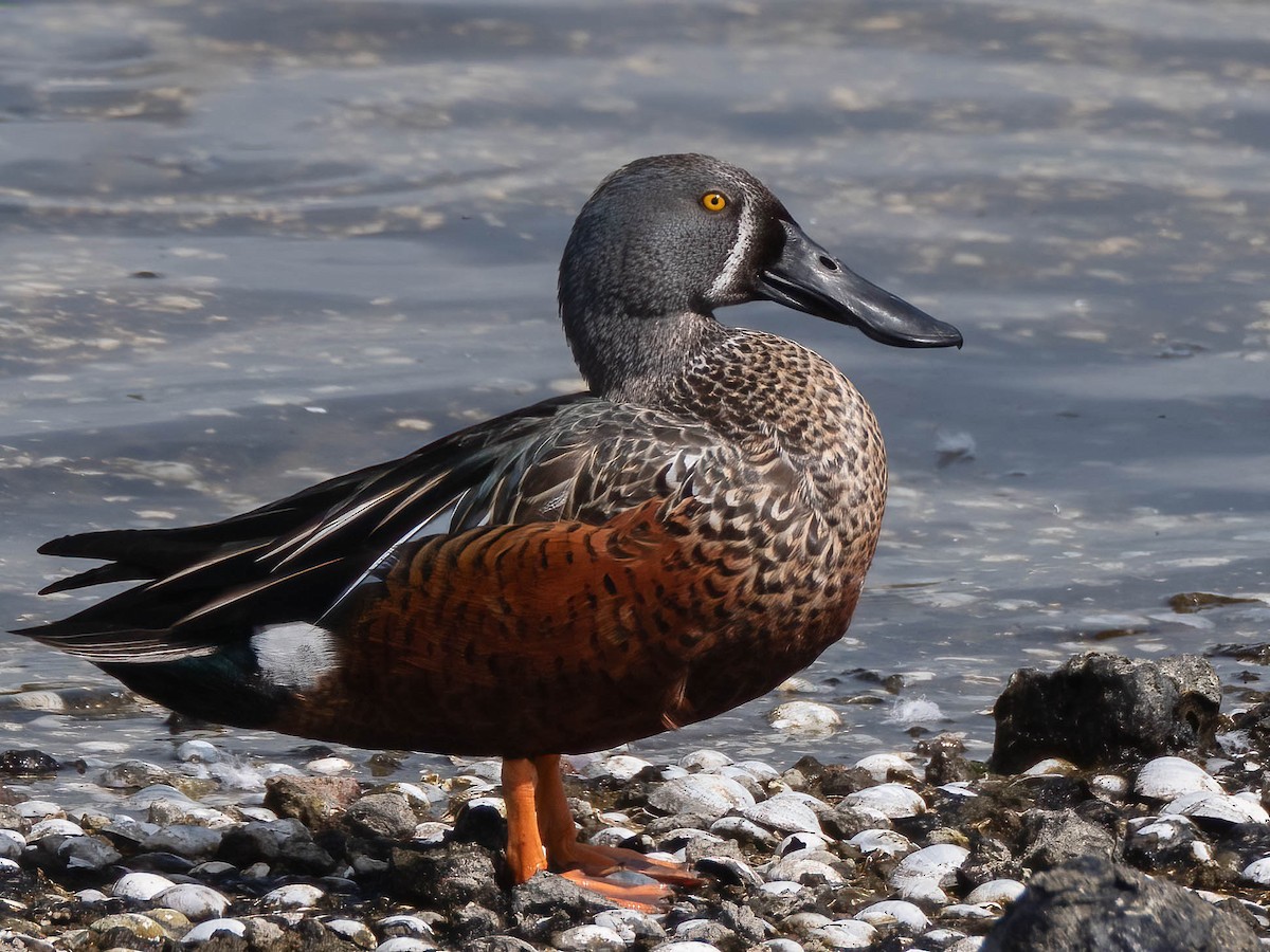 Australasian Shoveler - Jan Lile