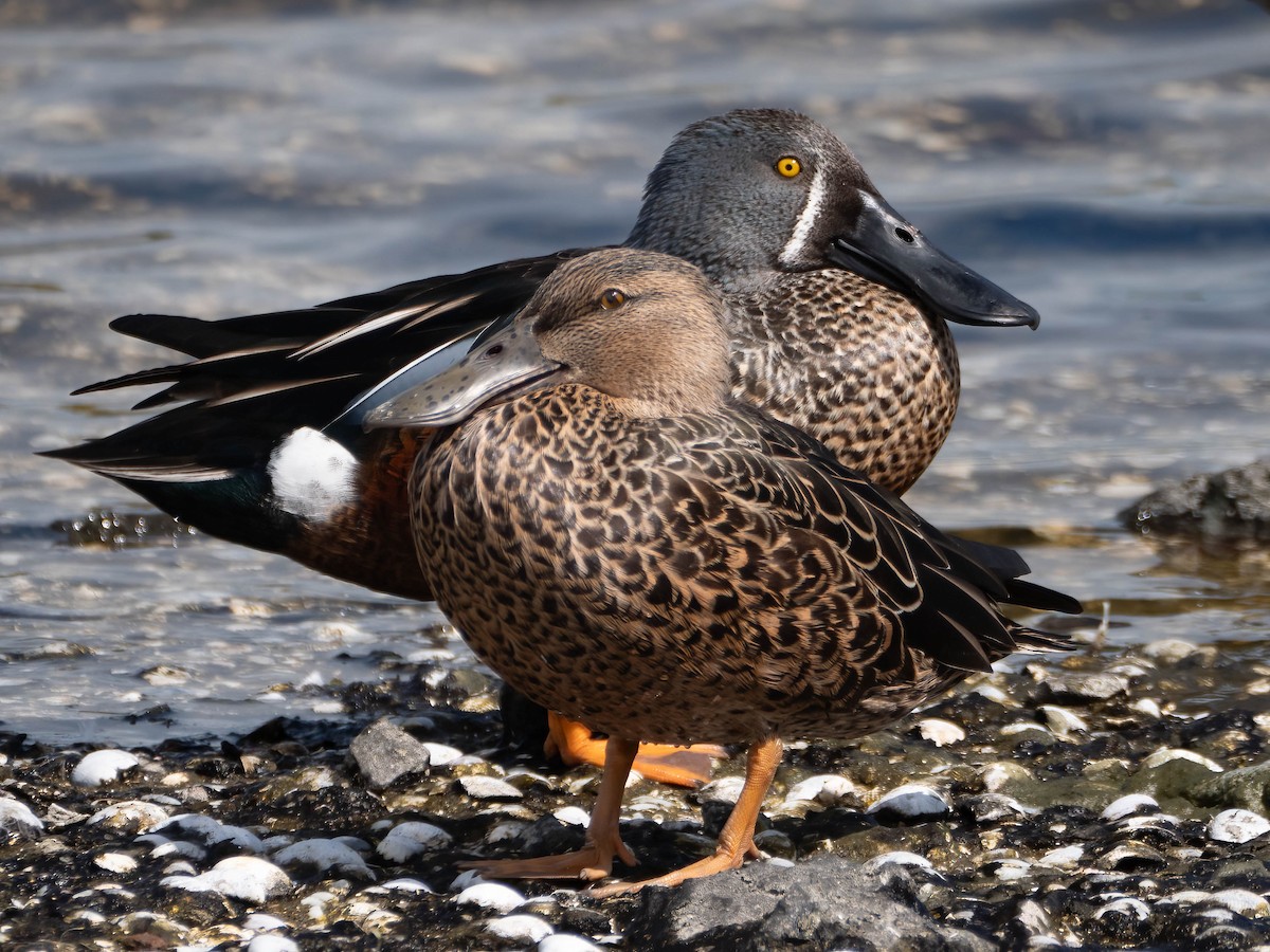 Australasian Shoveler - ML617084313