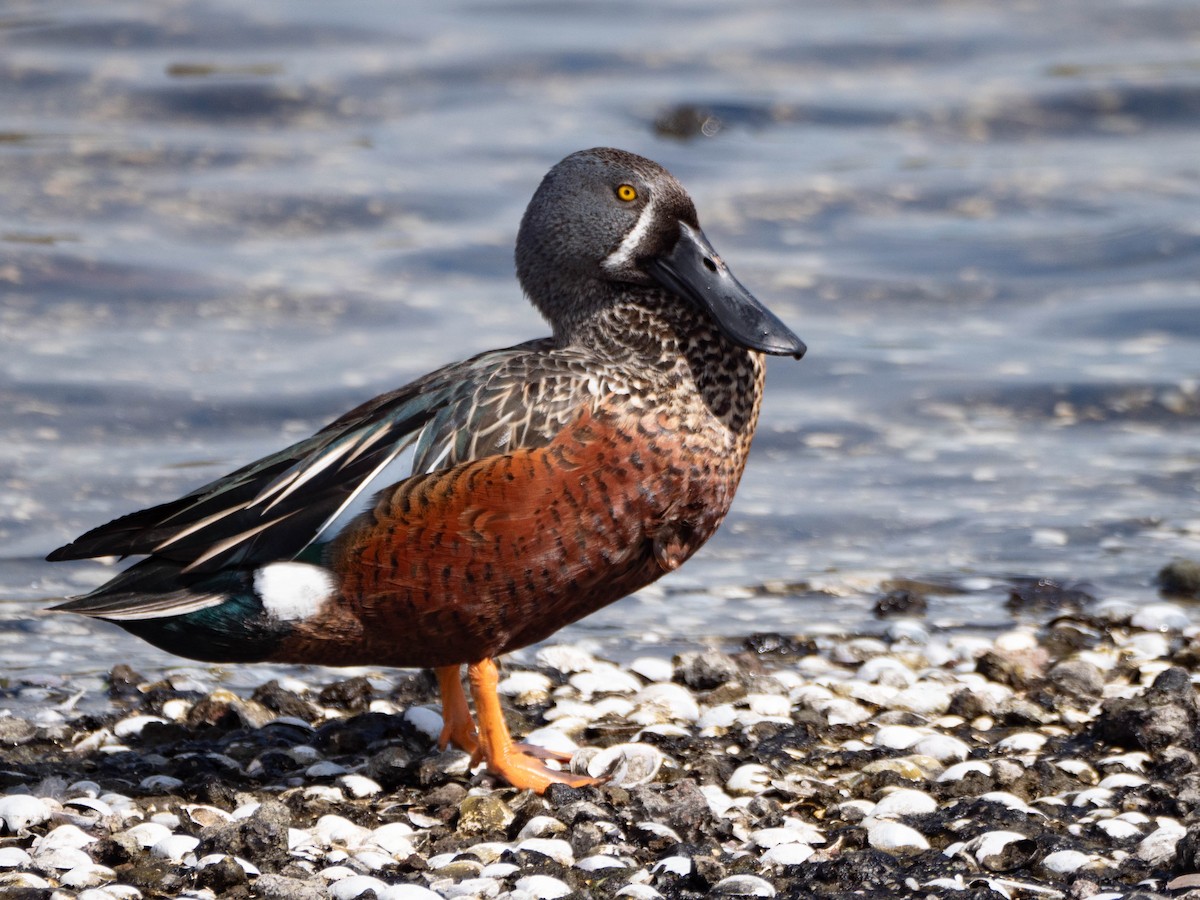 Australasian Shoveler - Jan Lile