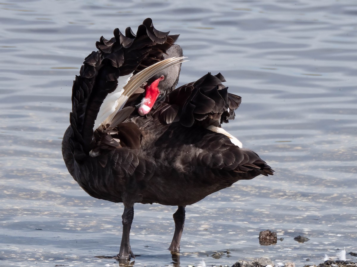 Black Swan - ML617084320