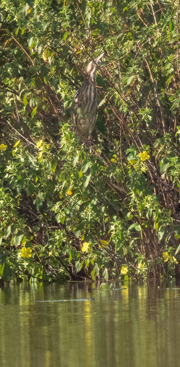 Australasian Bittern - Nick GIles