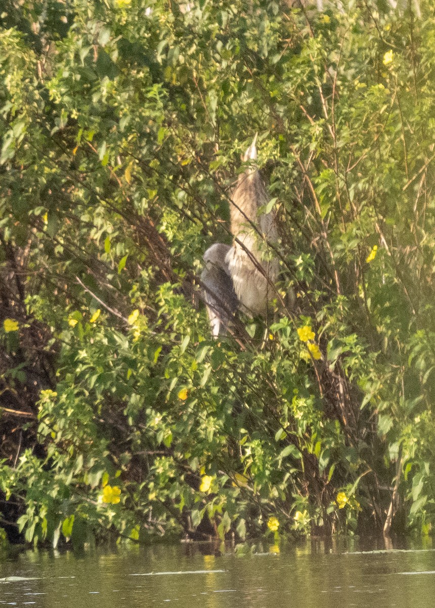 Australasian Bittern - Nick GIles