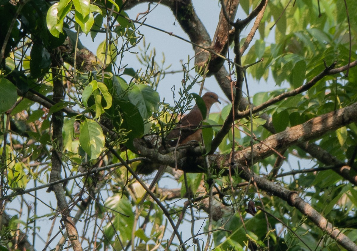 Little Cuckoo-Dove - ML617084396