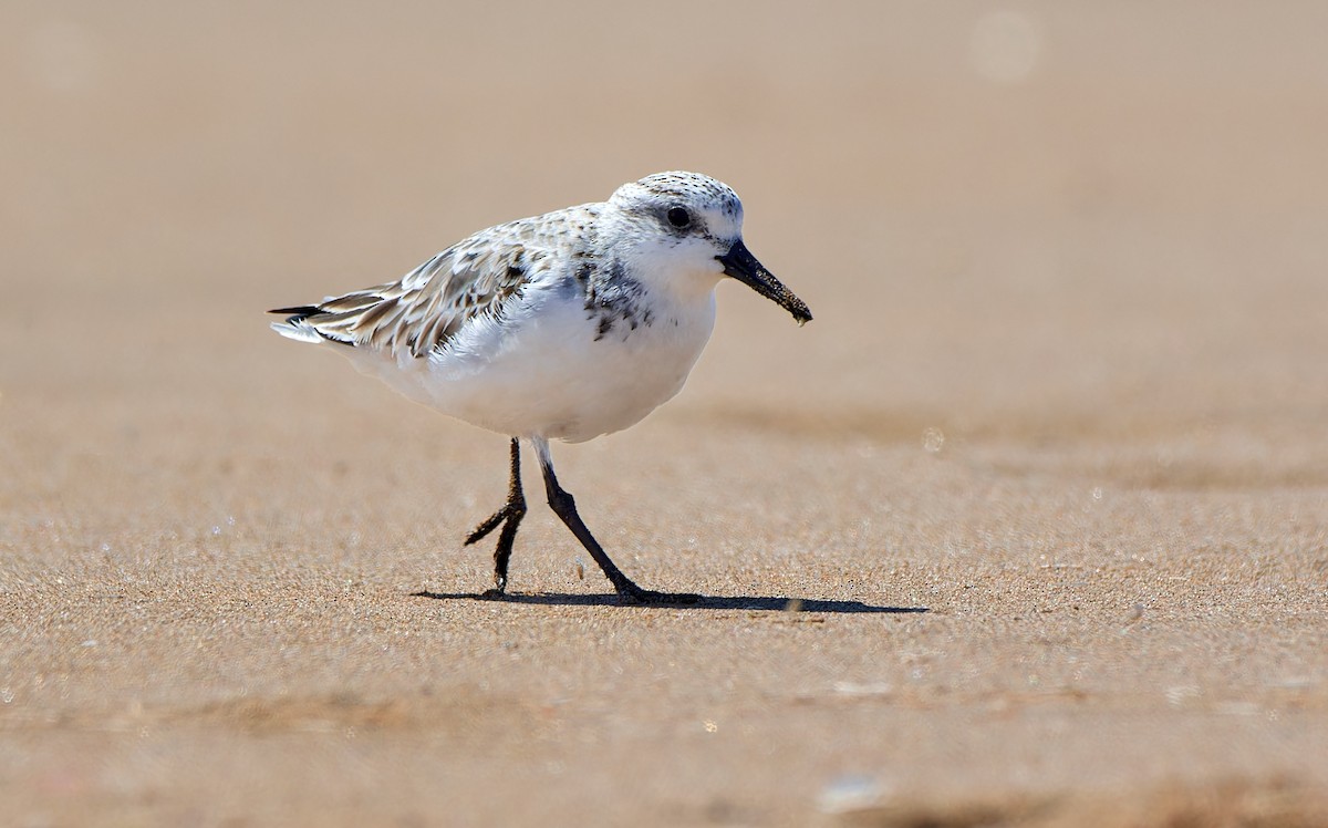 Sanderling - Tomáš Grim