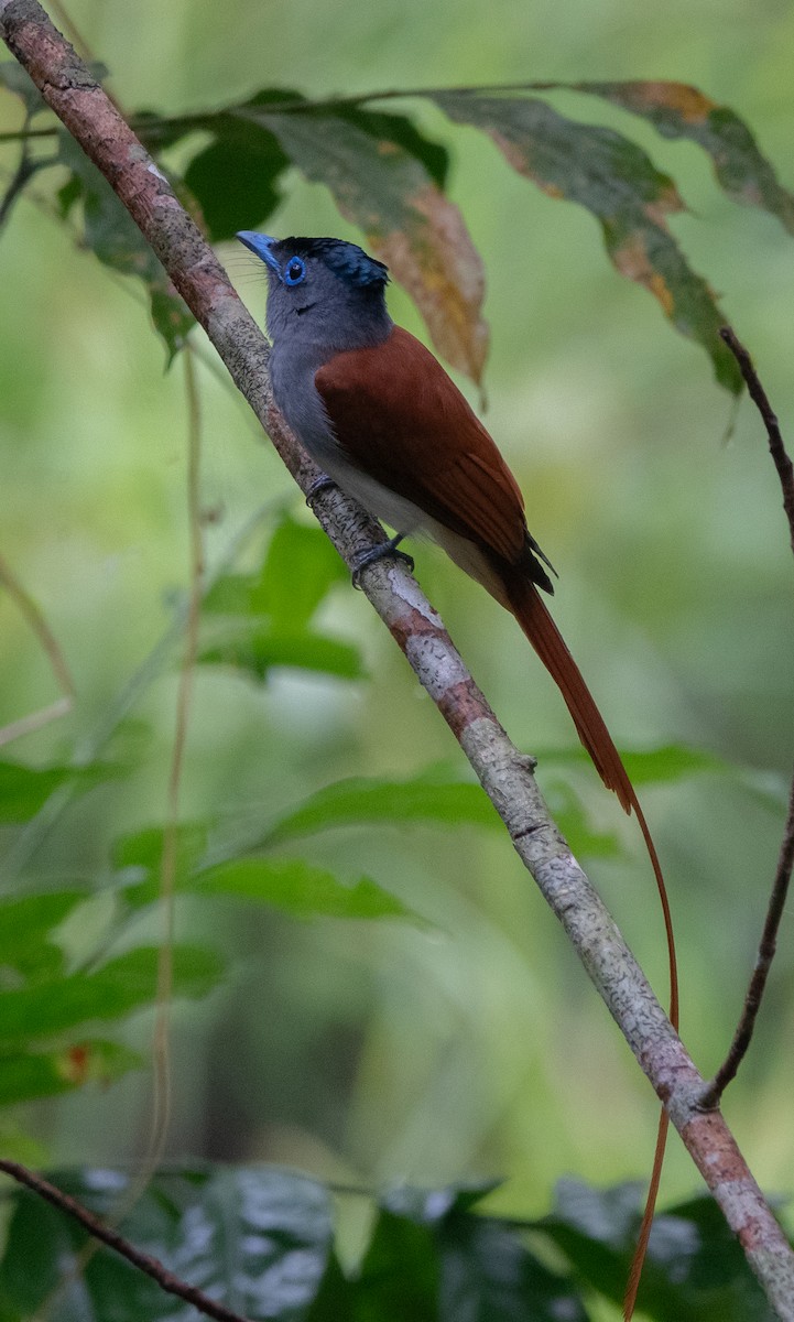 Blyth's Paradise-Flycatcher - ML617084410