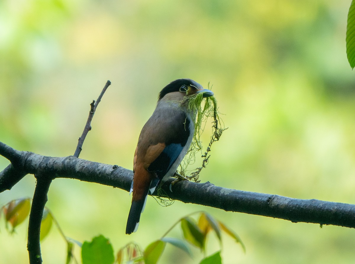 Silver-breasted Broadbill - ML617084424