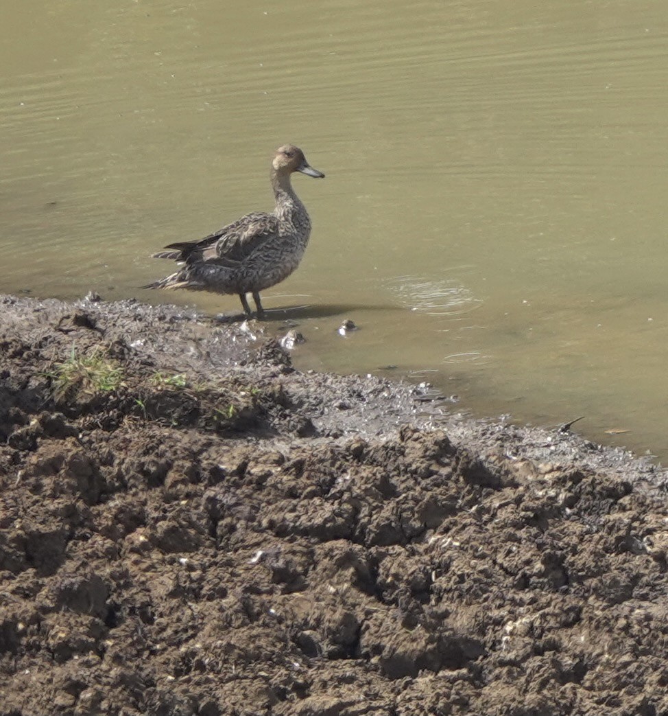 Northern Pintail - ML617084589