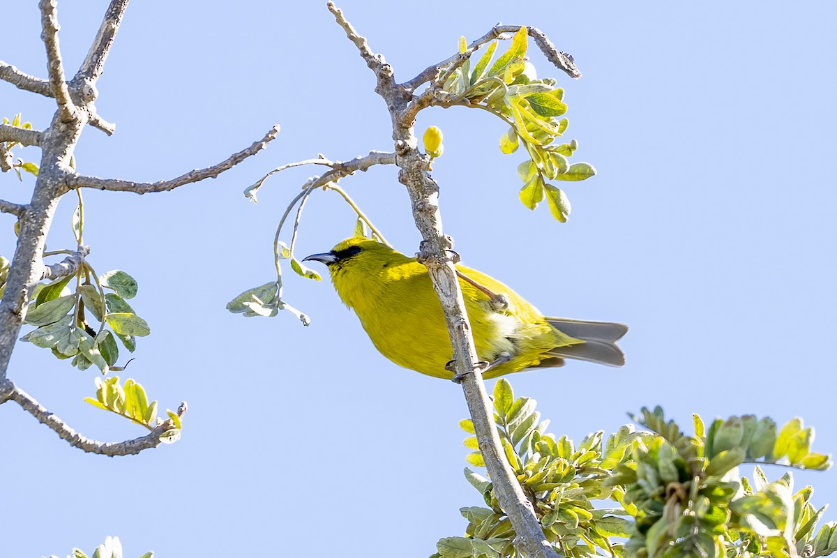 Hawaii Amakihi - ML617084615