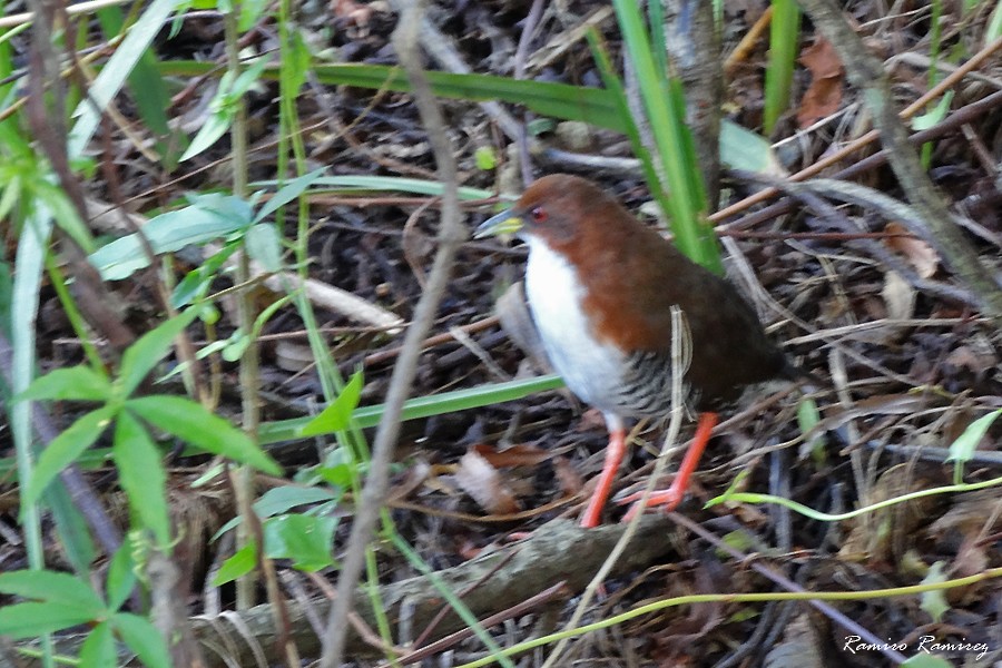 Red-and-white Crake - ML617084625