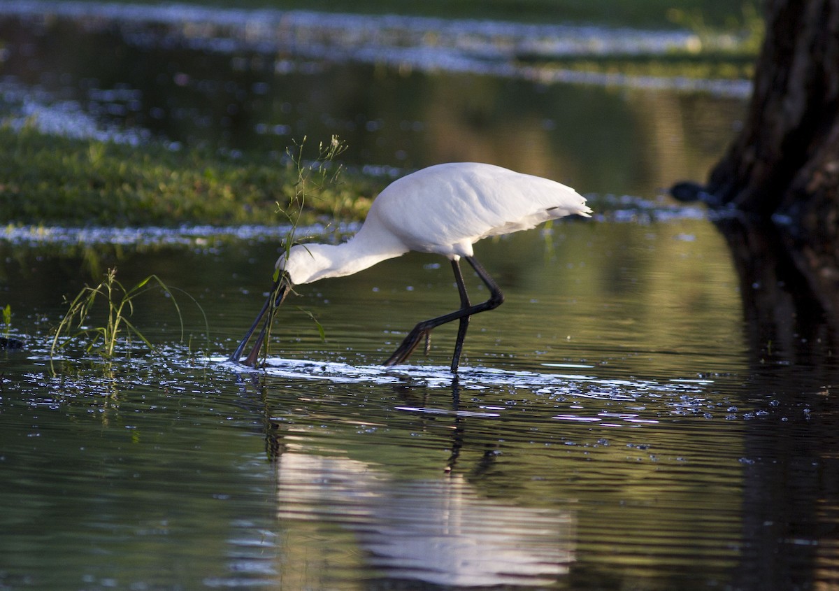 Royal Spoonbill - ML617084627