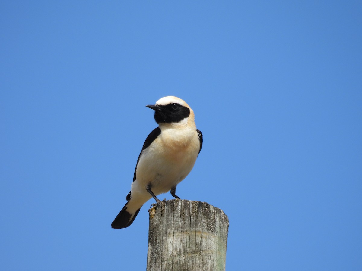 Western Black-eared Wheatear - ML617084757