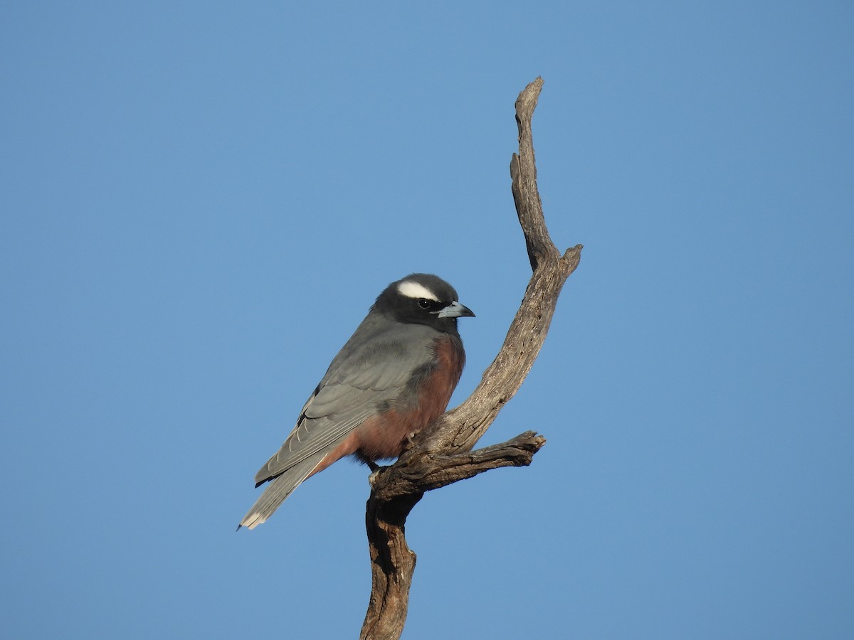 White-browed Woodswallow - Chanith Wijeratne