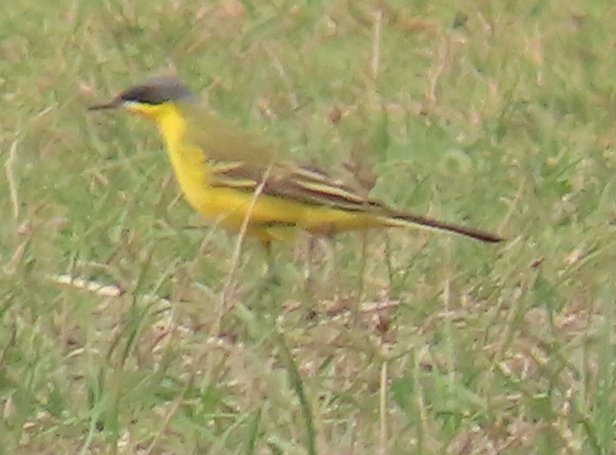 Eastern Yellow Wagtail (Manchurian) - ML617084766