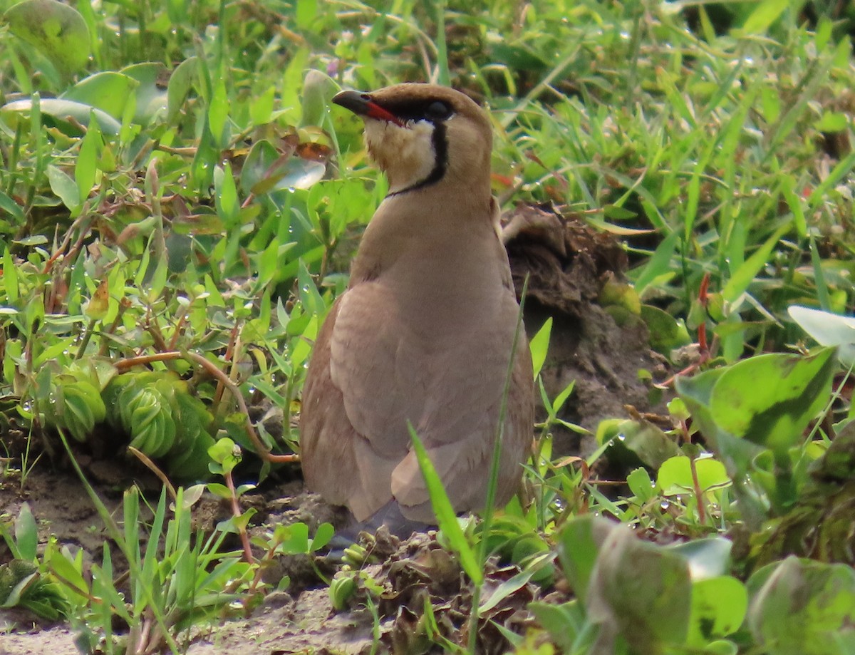 Oriental Pratincole - ML617084772