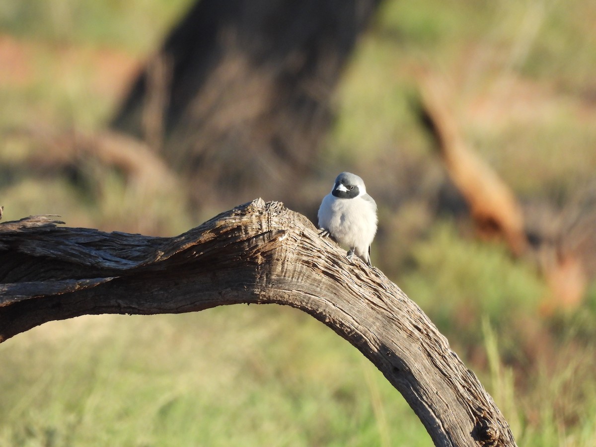 Masked Woodswallow - ML617084774