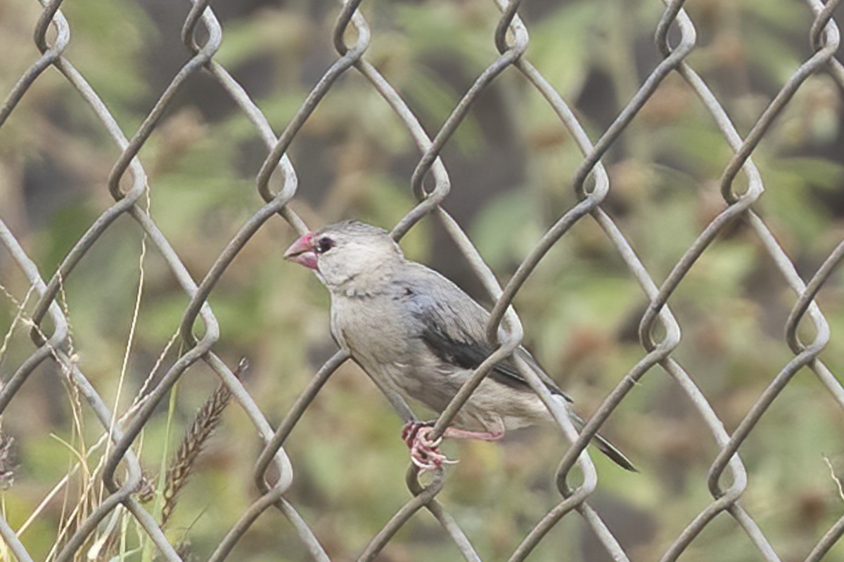 Java Sparrow - ML617084795