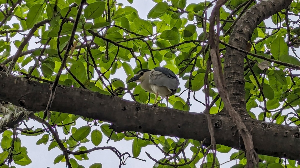 Black-crowned Night Heron - ML617084820