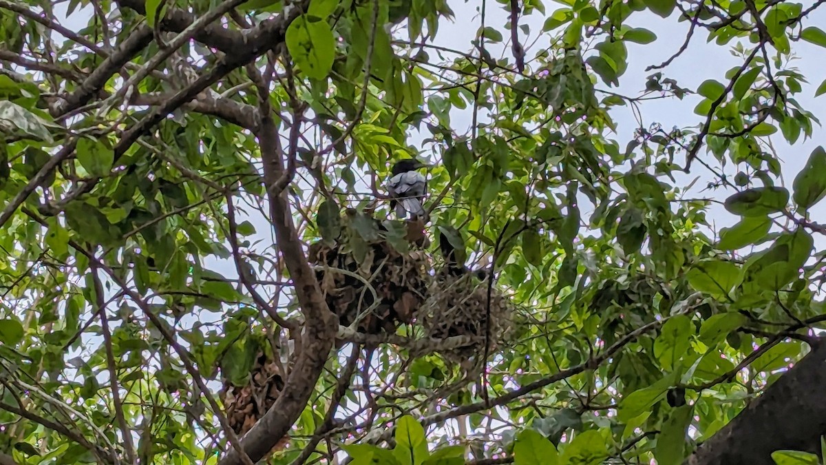 Little Cormorant - ML617084822