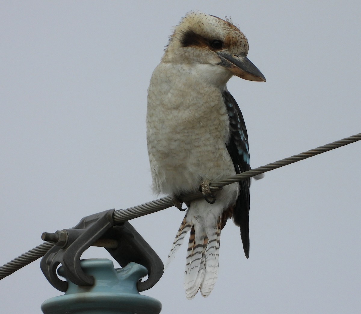 Laughing Kookaburra - ML617084898